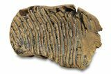 Fossil Woolly Mammoth Molar - Siberia #292761-3